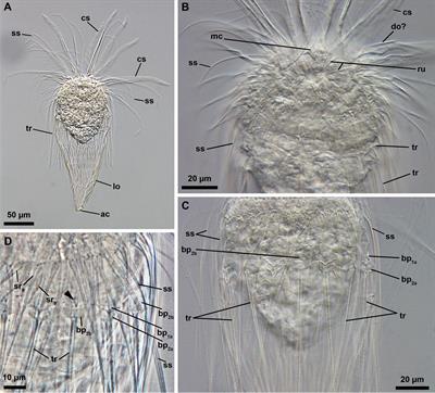 A first look at the biodiversity of Loricifera in the southern Gulf of Mexico